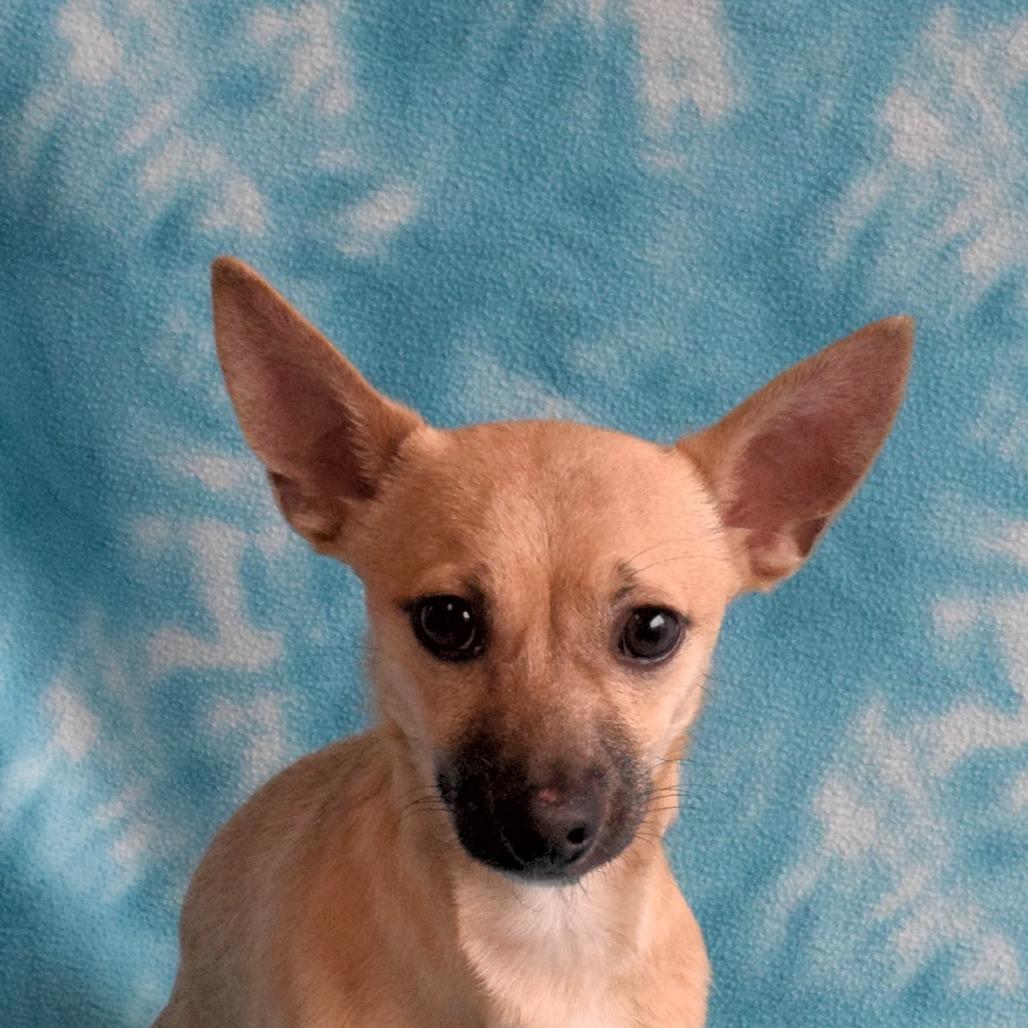 Bashful, Adoptable, Young Male Chihuahua.