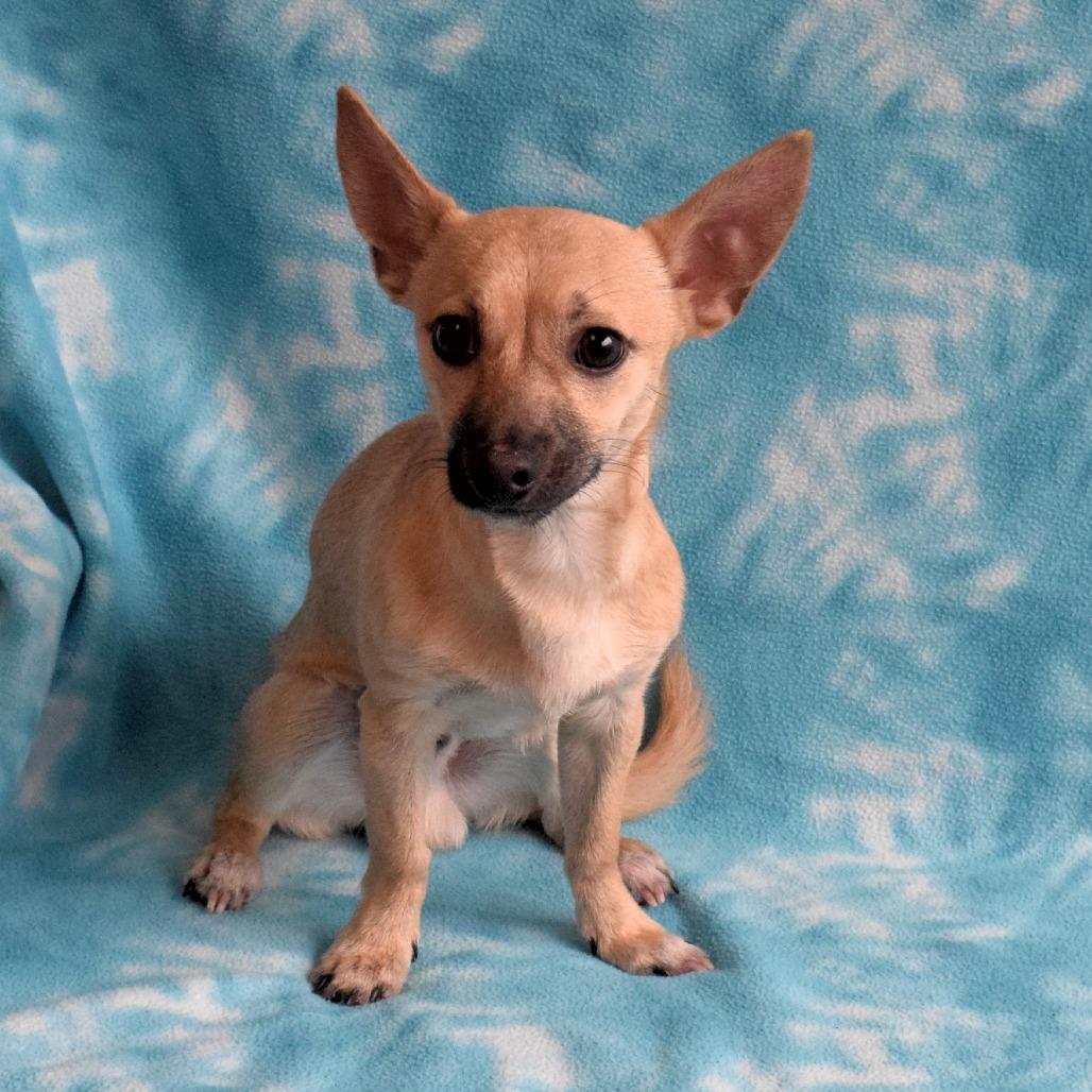 Enlarge Bashful, a Adoptable Chihuahua in Eureka, CA image 2/3