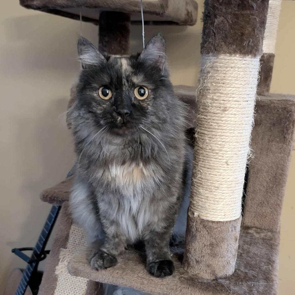 Vega, Adoptable, Adult Female Domestic Long Hair.