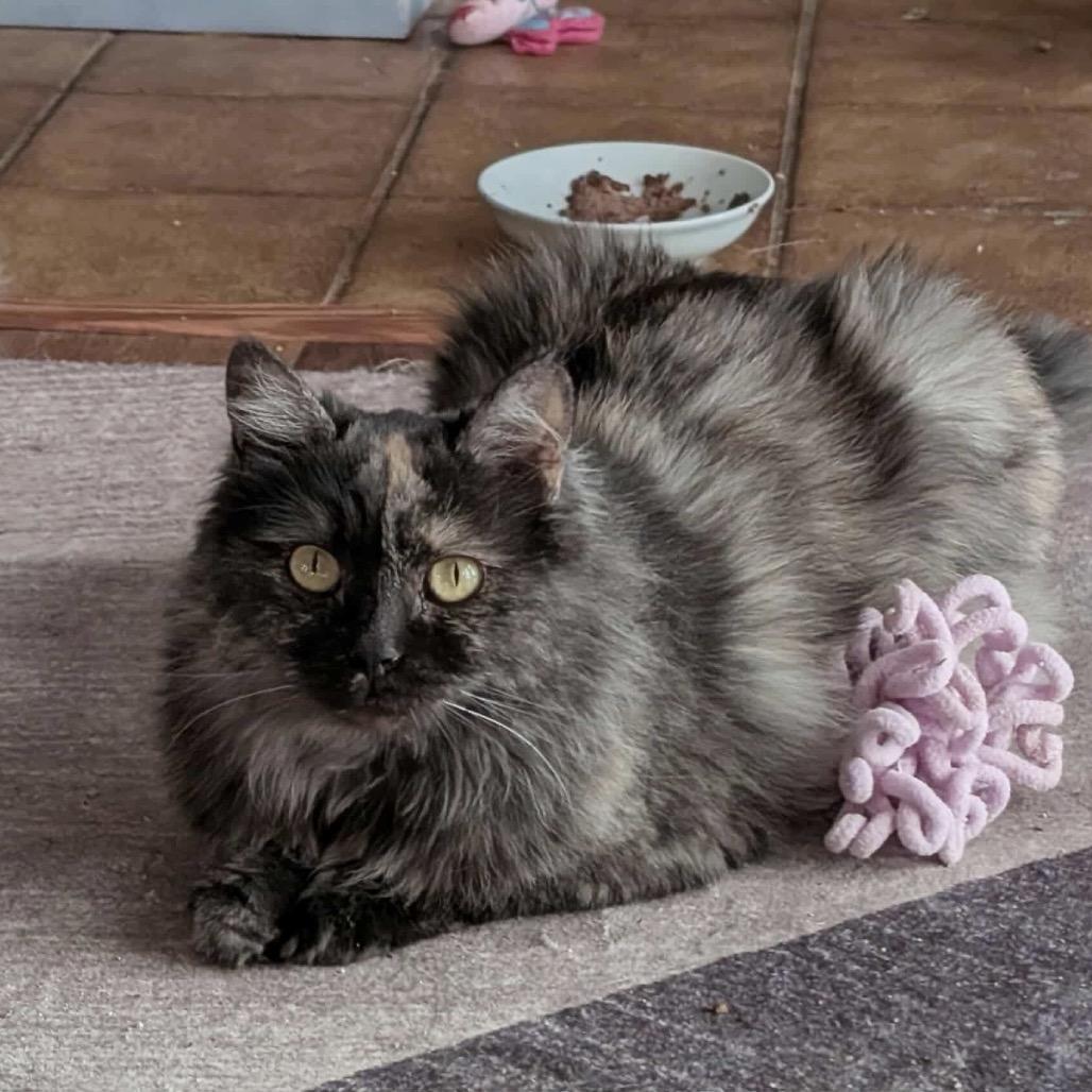 Enlarge Vega, a Adoptable Domestic Long Hair in Plainfield, IL image 2/6
