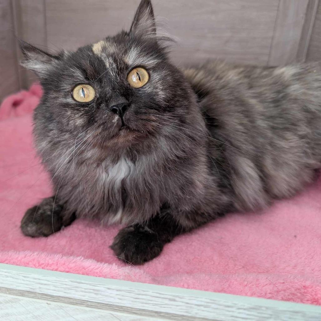 Enlarge Vega, a Adoptable Domestic Long Hair in Plainfield, IL image 3/6