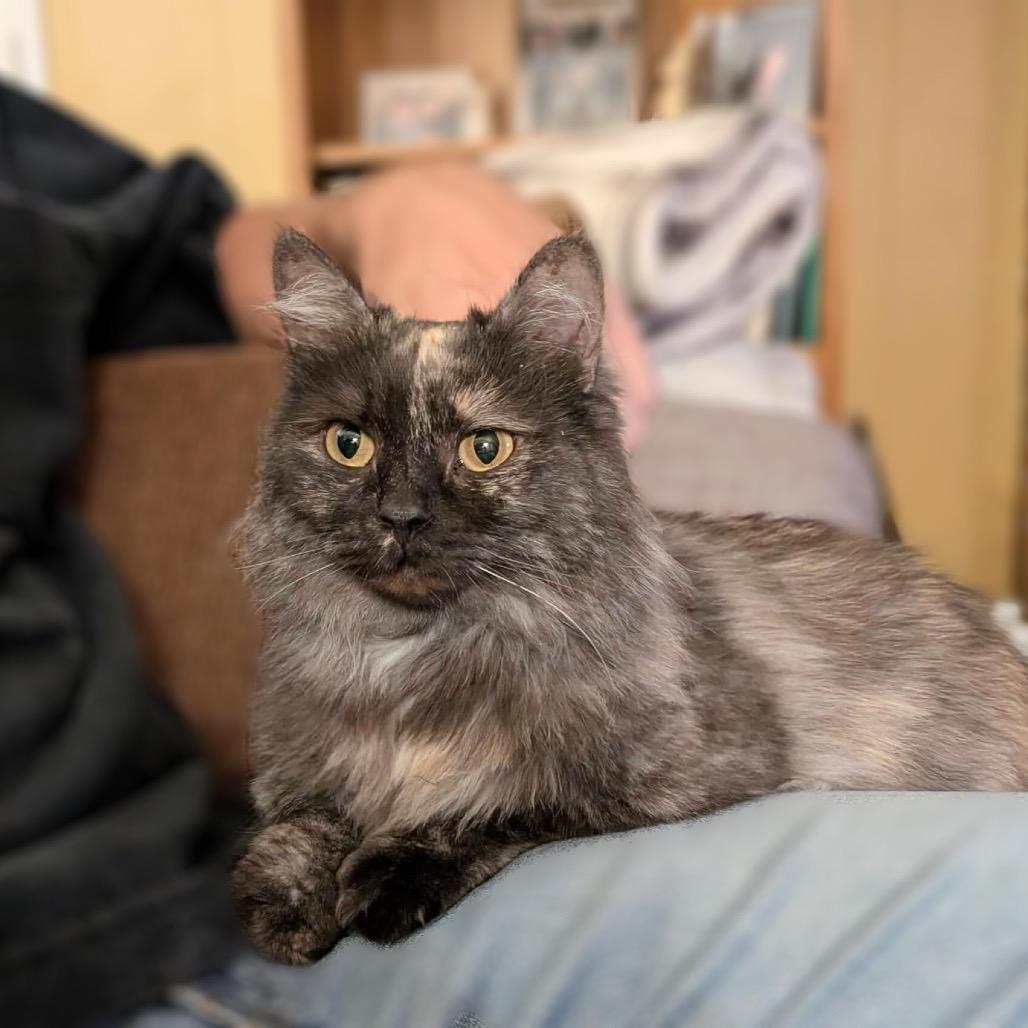Enlarge Vega, a Adoptable Domestic Long Hair in Plainfield, IL image 4/6