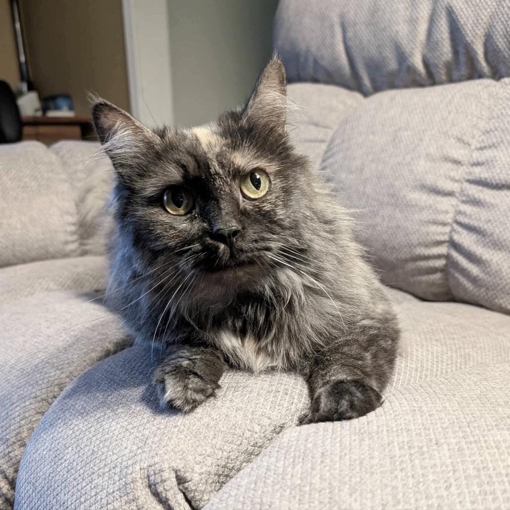 Enlarge Vega, a Adoptable Domestic Long Hair in Plainfield, IL image 5/6