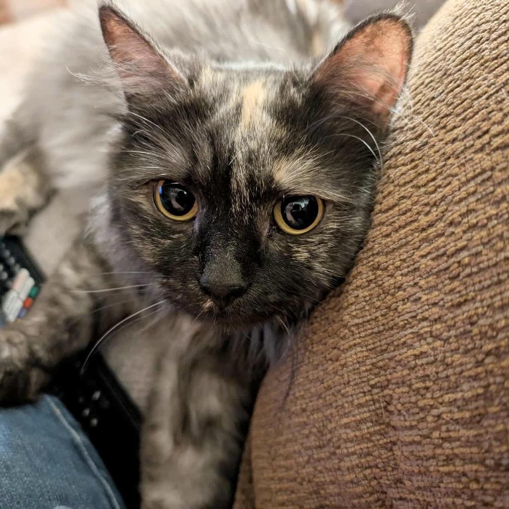 Enlarge Vega, a Adoptable Domestic Long Hair in Plainfield, IL image 6/6