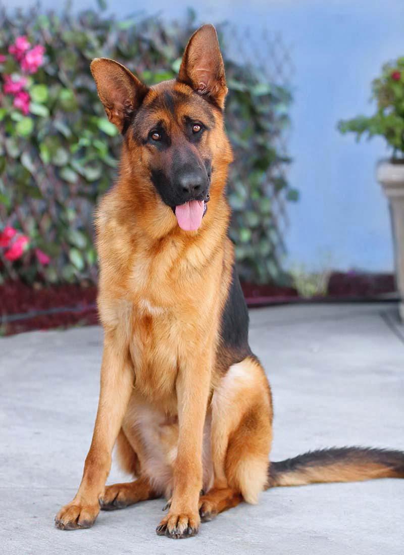 Zuma von Zusch