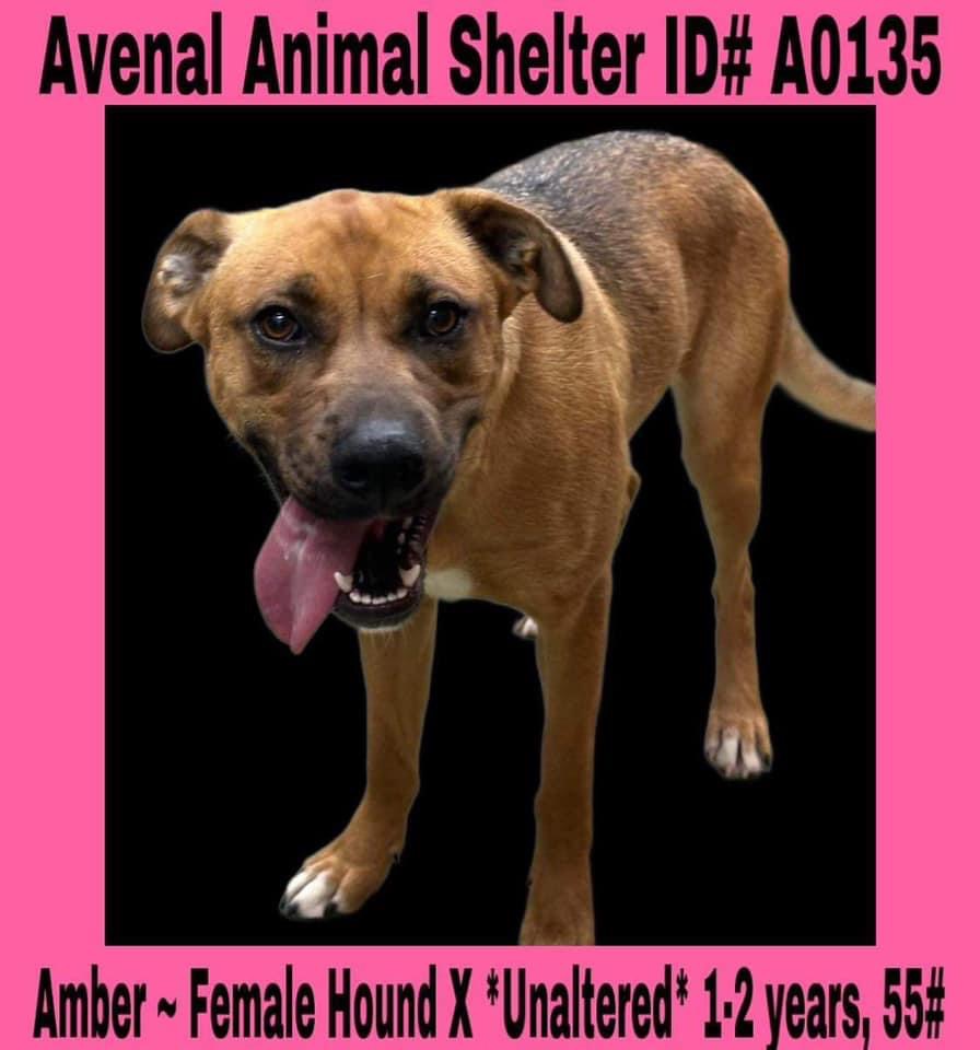 Enlarge Amber, a Adoptable Hound in Avenal, CA image 1/1