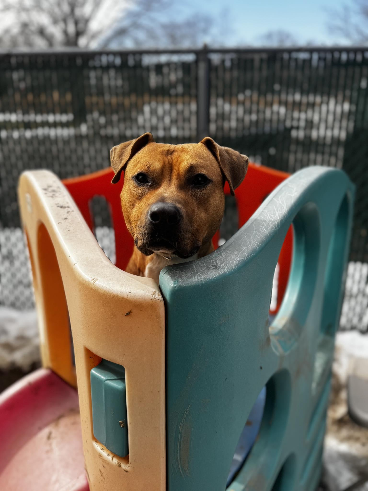 Enlarge Bodhi (Foster or Adopter Needed!), a Adoptable mixed breed in Westwood, NJ image 4/6