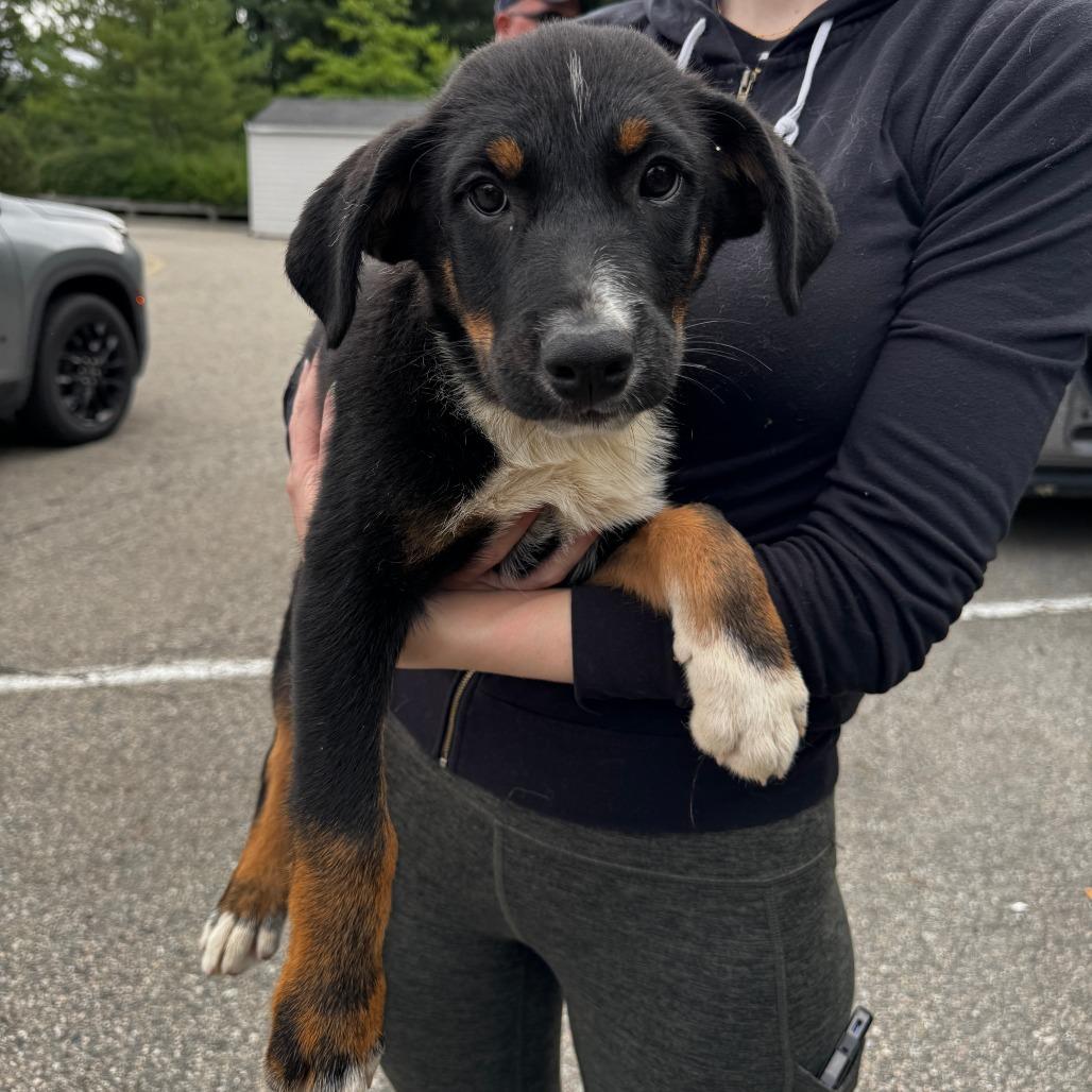 NY Johnny (Foster in Holmes NY), a Adoptable Mixed Breed in Holmes, NY image 1/3