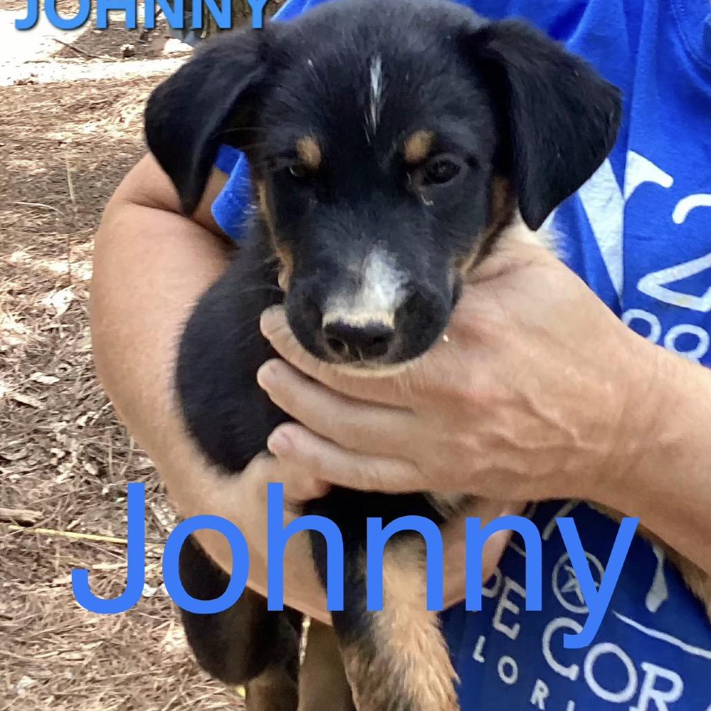 NY Johnny (Foster in Holmes NY), a Adoptable Mixed Breed in Holmes, NY image 2/3