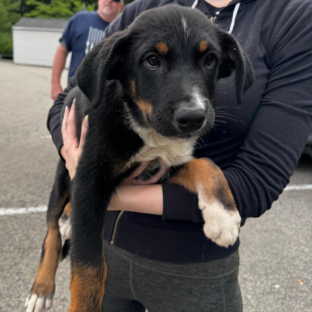 NY Johnny (Foster in Holmes NY), a Adoptable Mixed Breed in Holmes, NY image 3/3