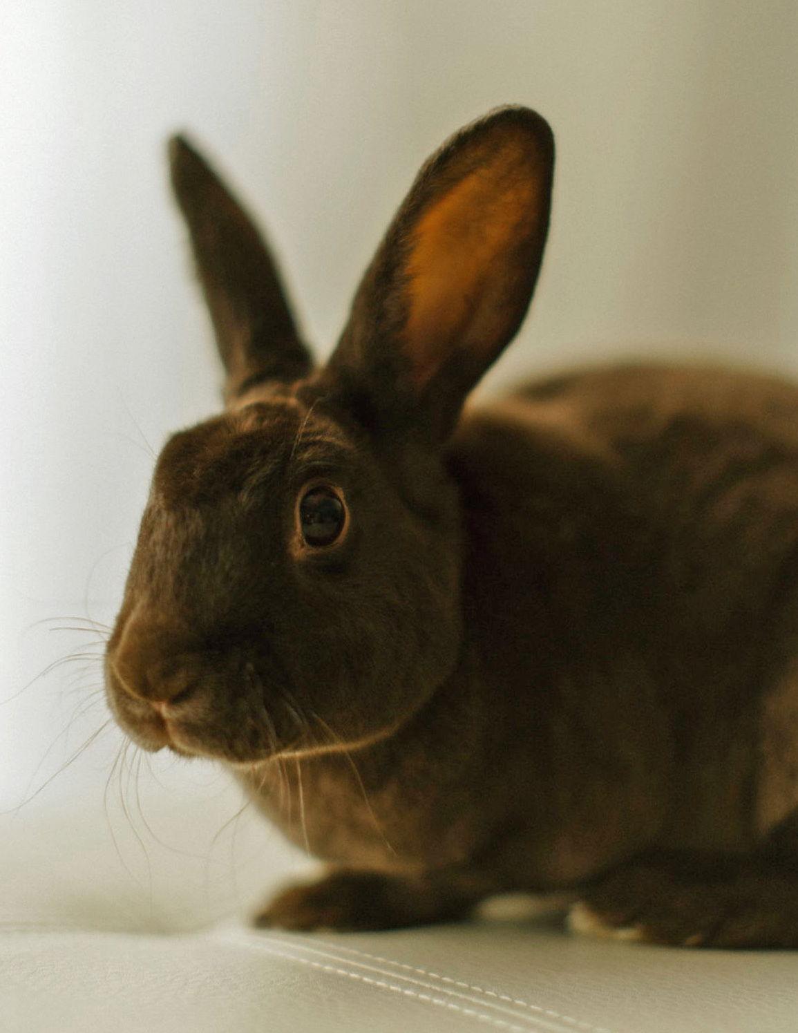 Lucky, a Adoptable Havana in Lakeville, MN image 1/3
