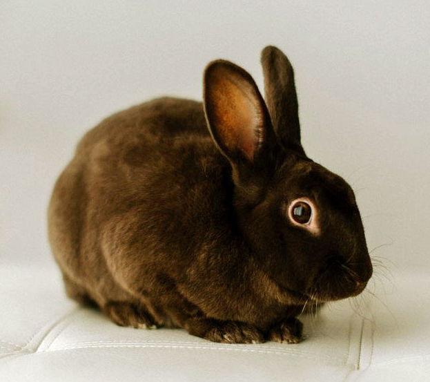 Lucky, a Adoptable Havana in Lakeville, MN image 2/3