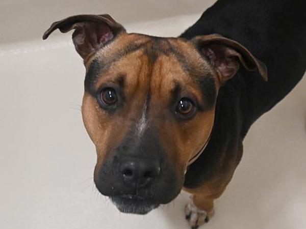 Enlarge Teacher, a Adoptable mixed breed in Portland, OR image 1/1