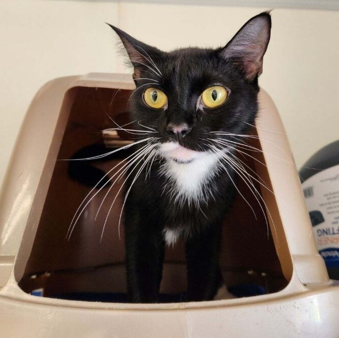 Lilo, a Adoptable Domestic Short Hair image 2/2