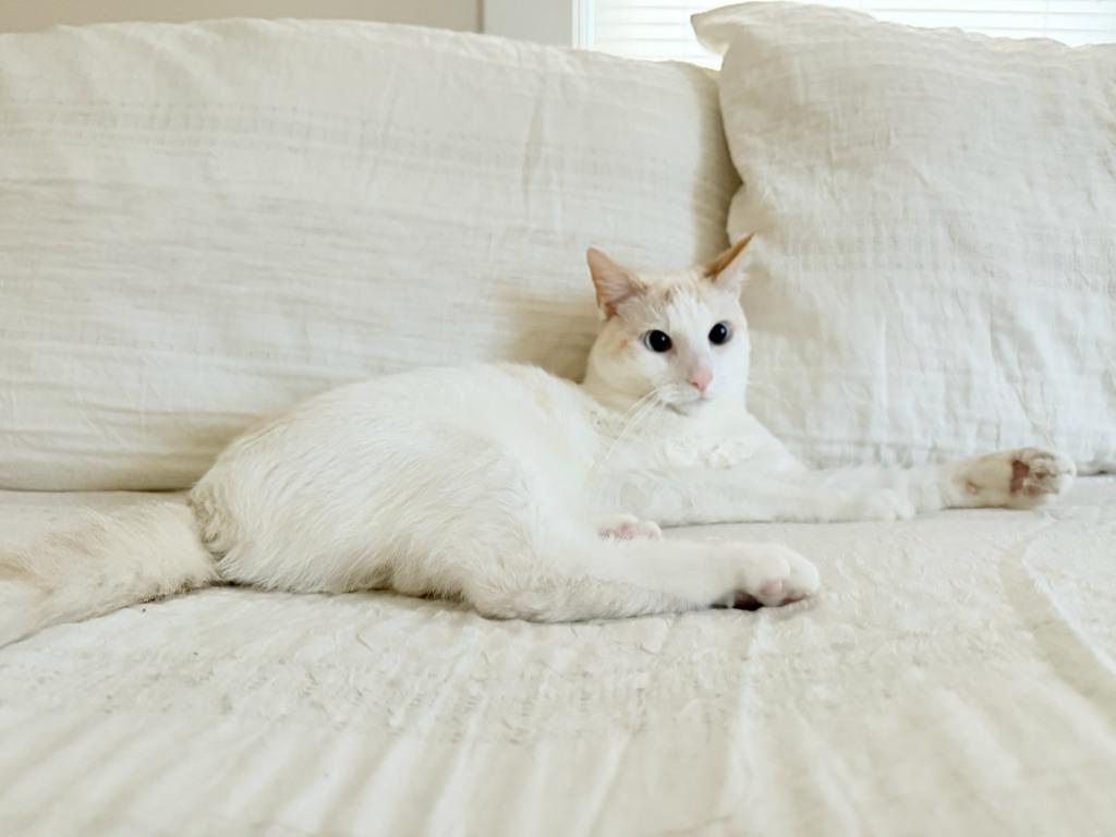 Waffles, Adoptable, Adult Male Domestic Short Hair.