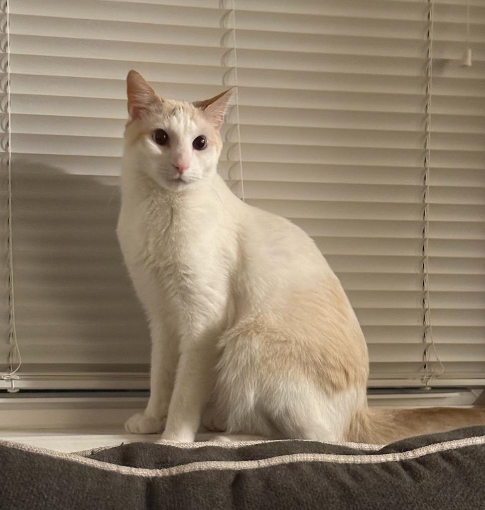Enlarge Waffles, a Adoptable mixed breed in Parkville, MD image 4/5