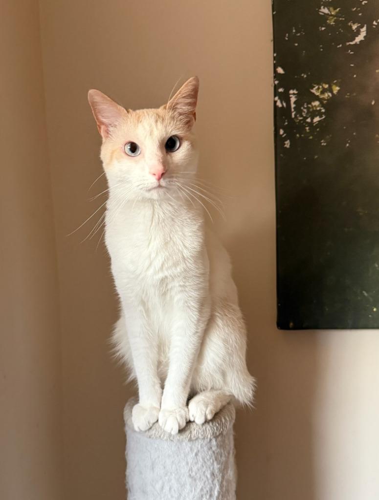 Enlarge Waffles, a Adoptable mixed breed in Parkville, MD image 5/5