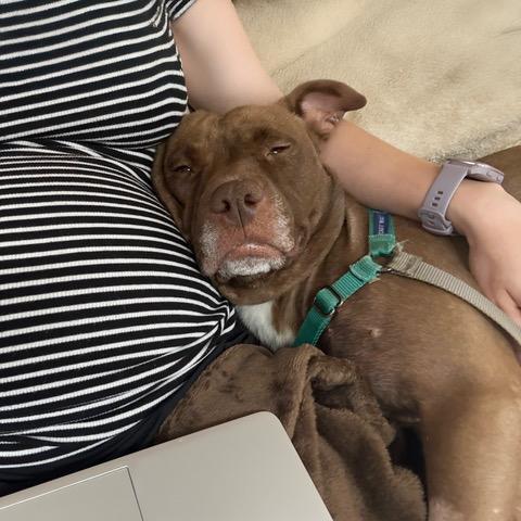 Petunia, Adoptable, Adult Female Mixed Breed.