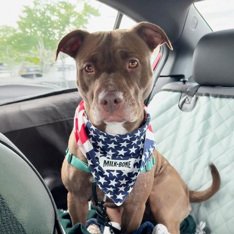 Enlarge Petunia, a Adoptable Mixed Breed in Reisterstown, MD image 4/5