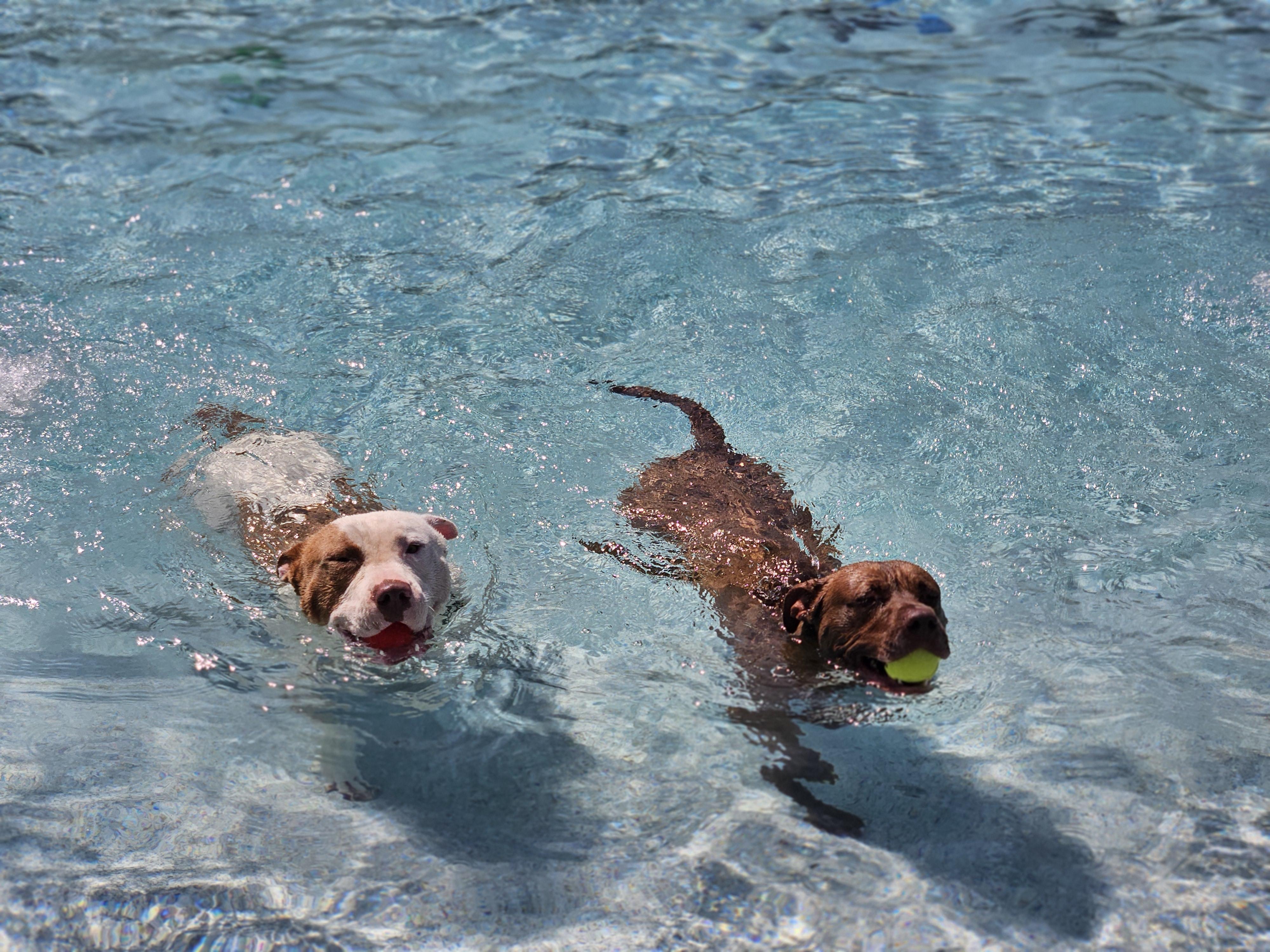 Enlarge Petunia, a Adoptable Mixed Breed in Reisterstown, MD image 3/5