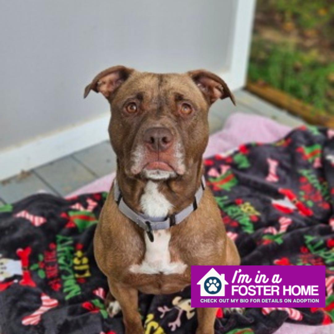 Enlarge Petunia, a Adoptable Mixed Breed in Reisterstown, MD image 1/5