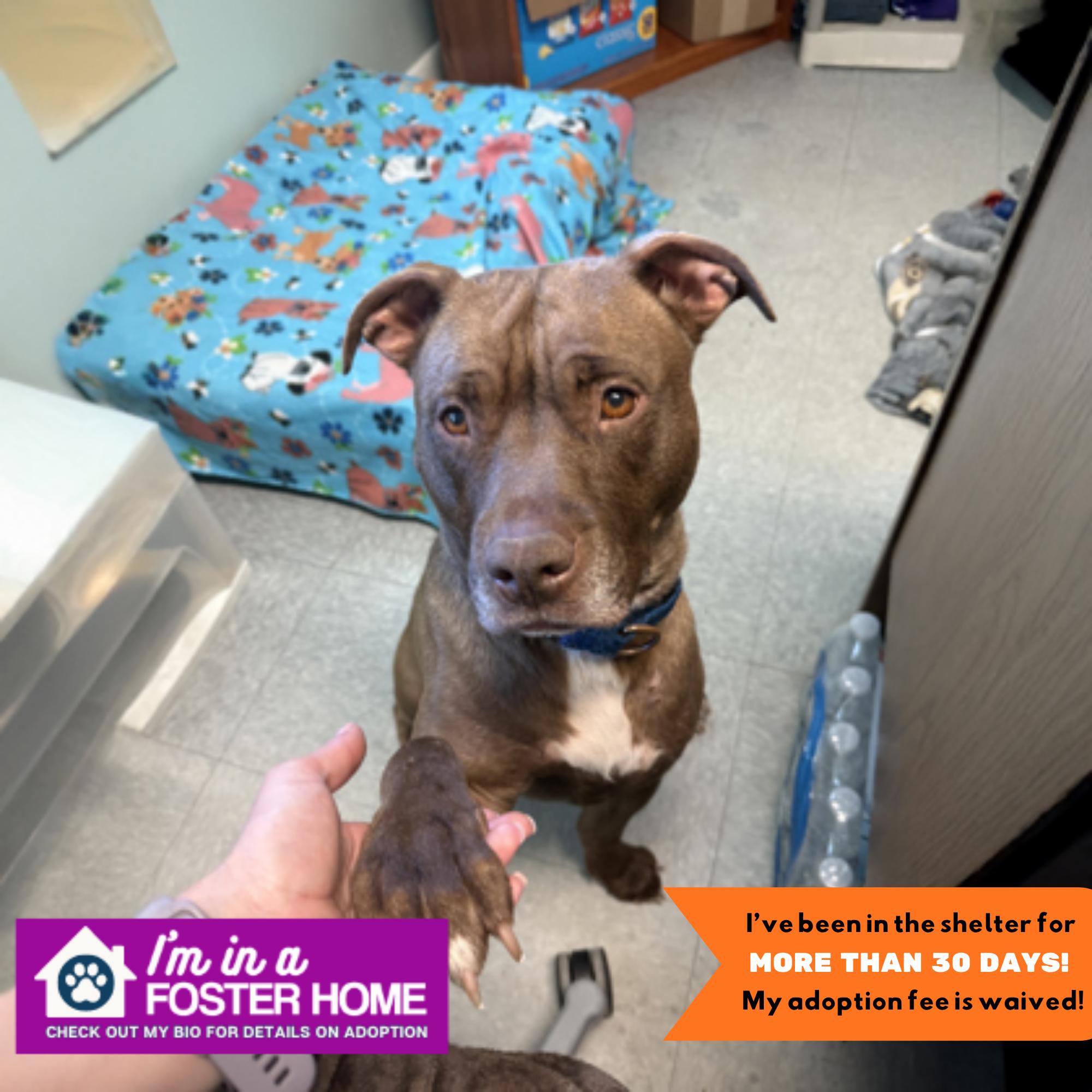 Tunie, Adoptable, Adult Female Mixed Breed.