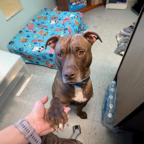 Enlarge Petunia, a Adoptable Mixed Breed in Reisterstown, MD image 5/5