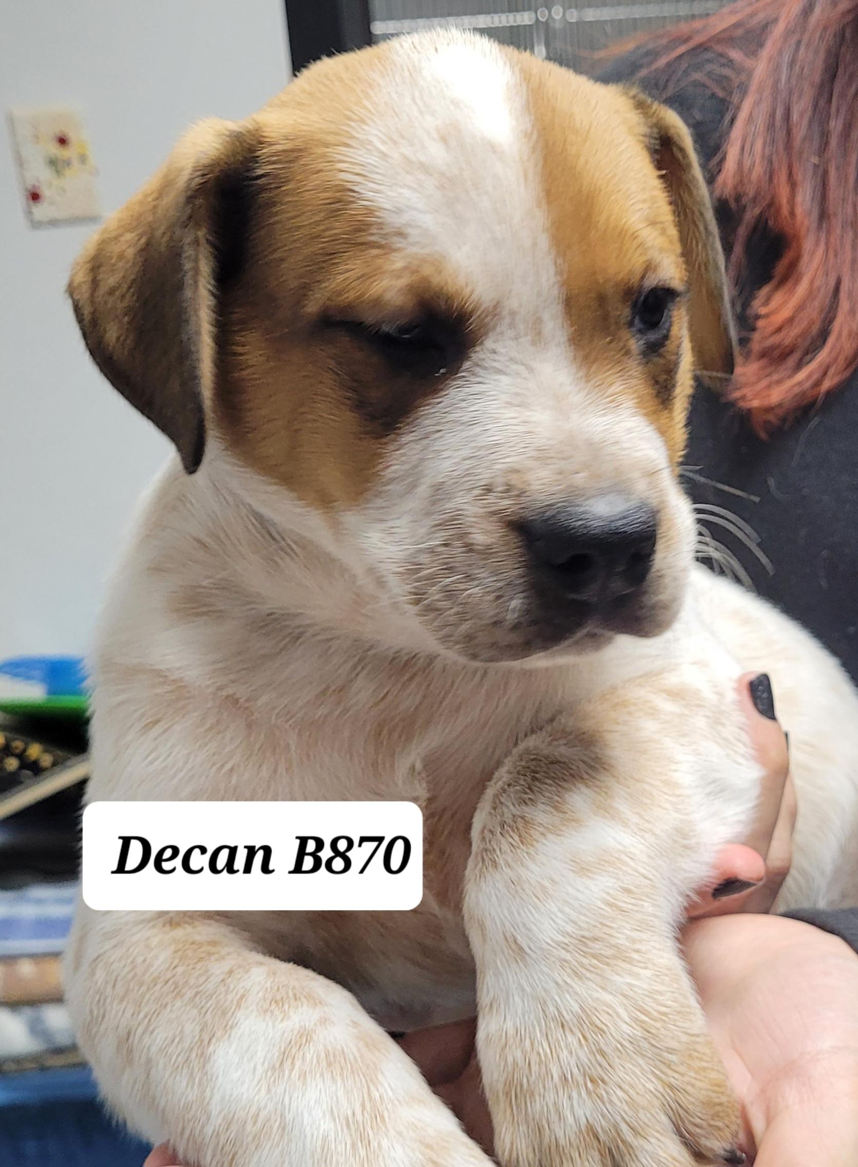 Decan, ADOPTABLE, Puppy Male Cattle Dog.
