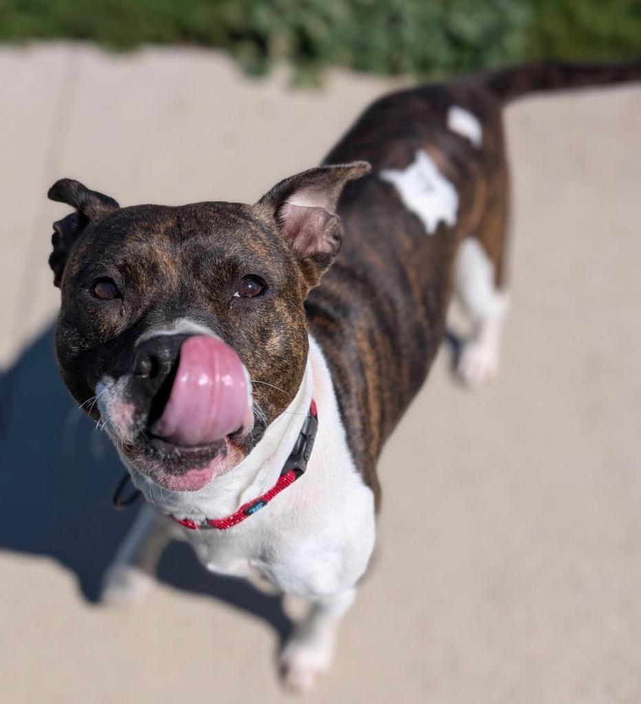 Nadine, Adoptable, Adult Female Terrier.