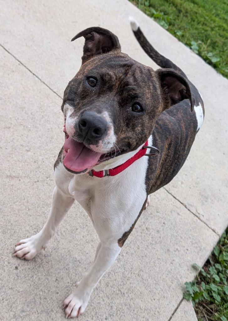 Enlarge Nadine, a Adoptable mixed breed in Defiance, OH image 2/6