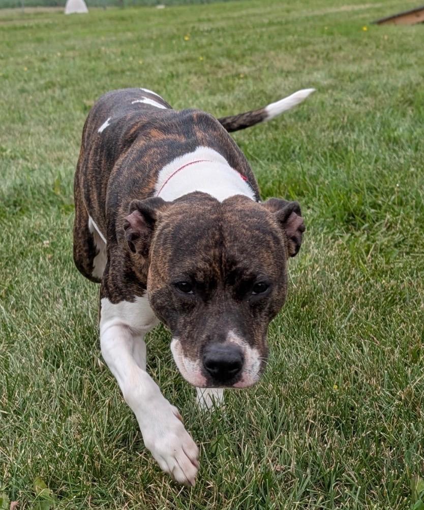 Enlarge Nadine, a Adoptable mixed breed in Defiance, OH image 3/6