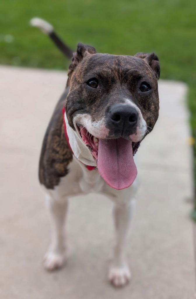 Enlarge Nadine, a Adoptable mixed breed in Defiance, OH image 4/6