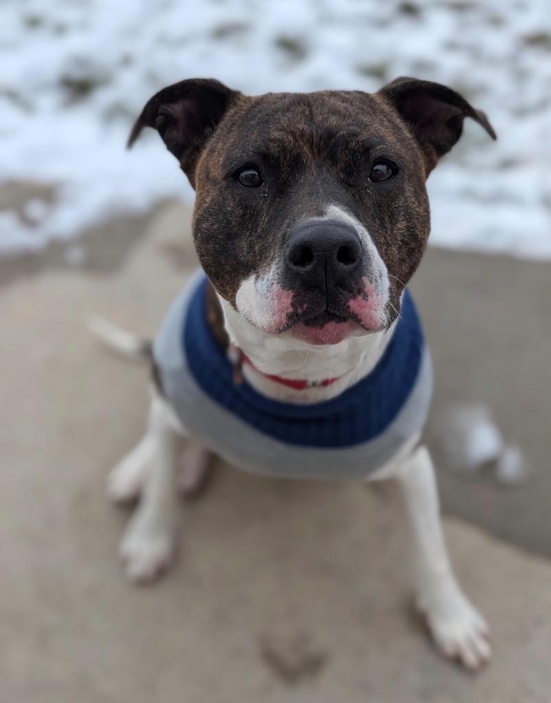 Enlarge Nadine, a Adoptable mixed breed in Defiance, OH image 5/6