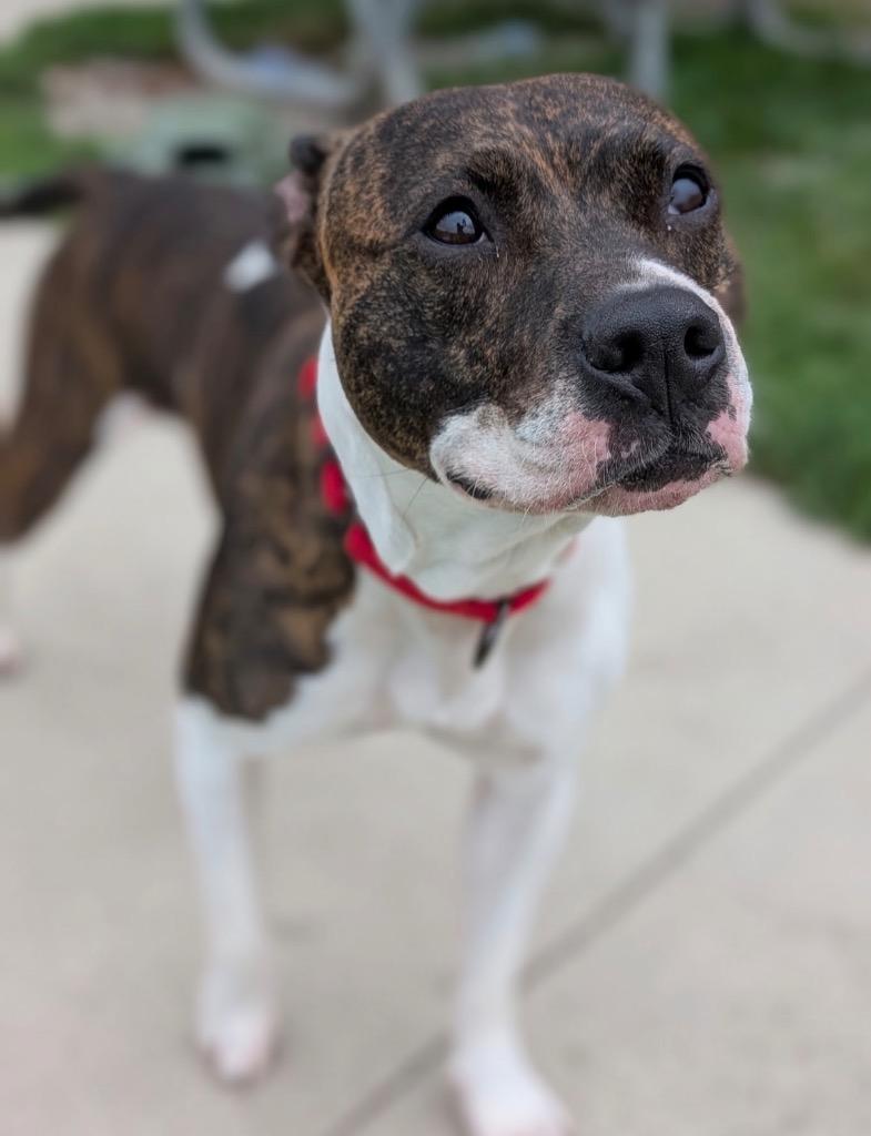 Enlarge Nadine, a Adoptable mixed breed in Defiance, OH image 6/6