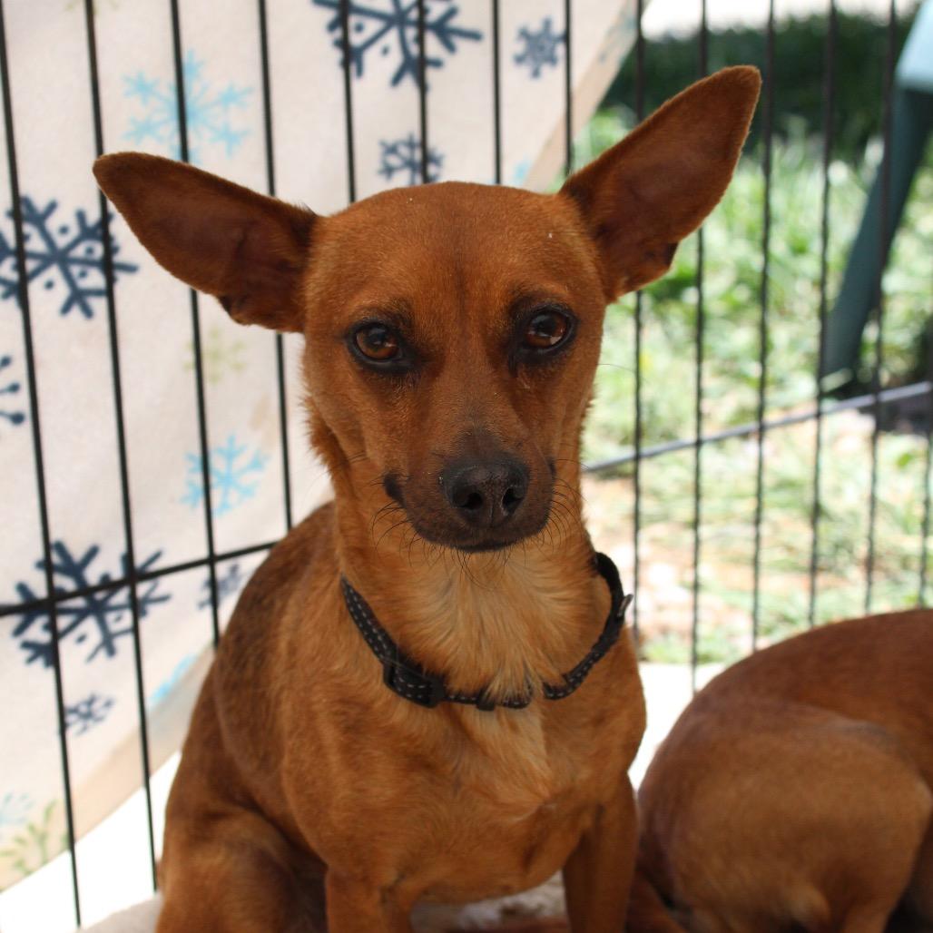 Enlarge Wall-E, a Adoptable Chihuahua in Pagosa Springs, CO image 1/1