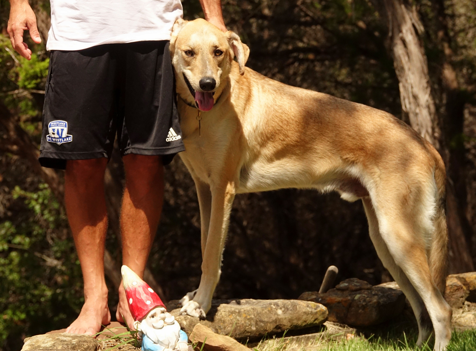 Cosmo, a Adoptable mixed breed in Round Rock, TX image 3/12