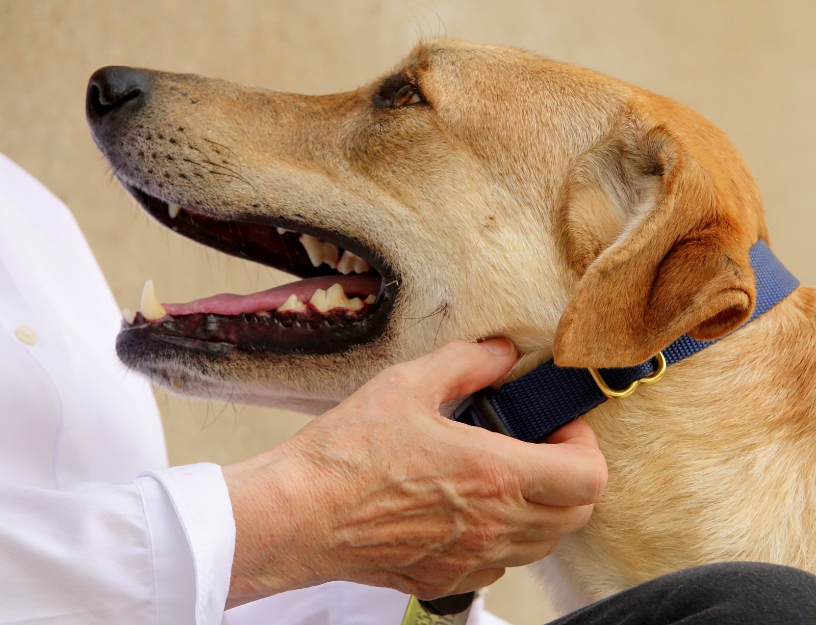 Cosmo, a Adoptable mixed breed in Round Rock, TX image 6/12