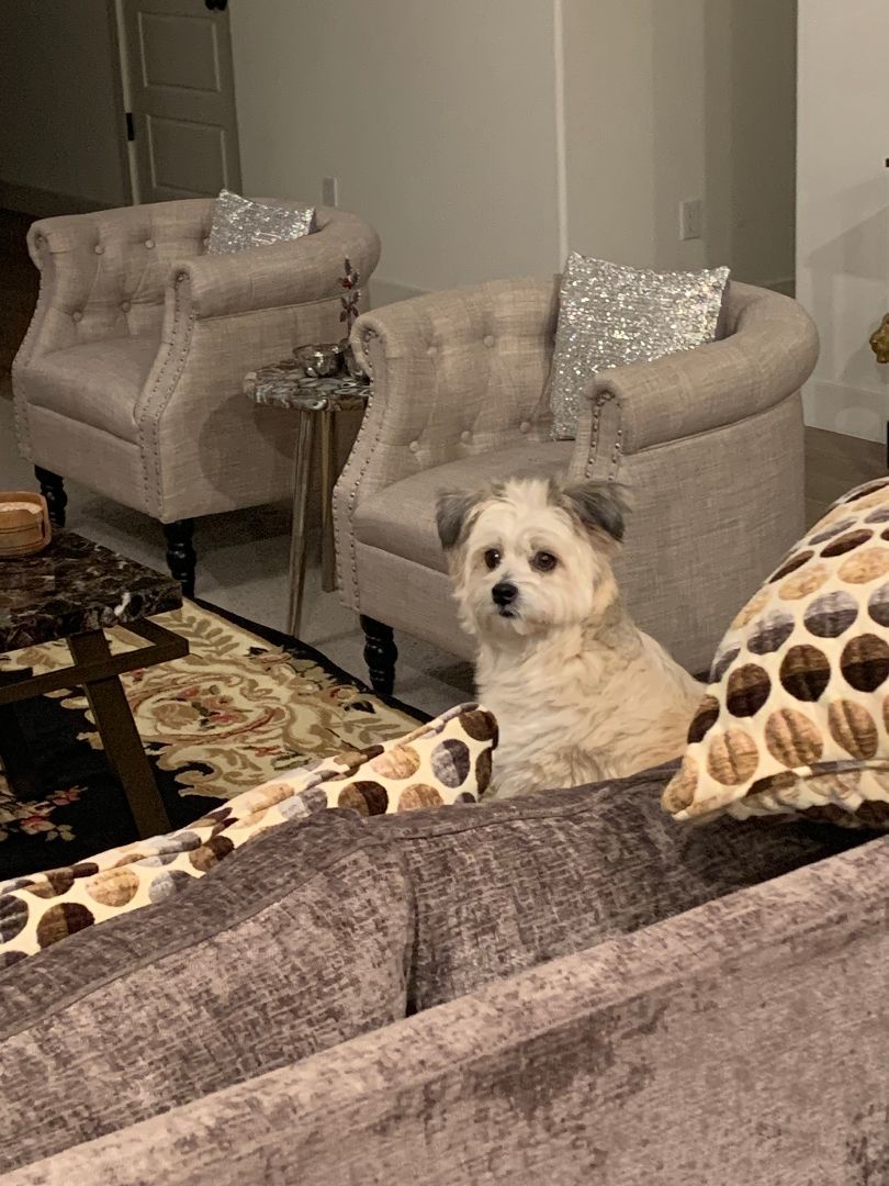 Ace, Adopted, Adult Male Cairn Terrier & Poodle.