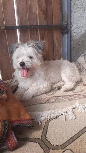 Ace, a Adopted mixed breed in Ridgefield, WA image 2/6