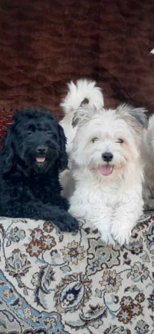 Ace, a Adopted mixed breed in Ridgefield, WA image 3/6