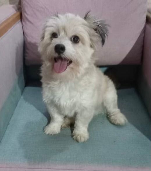 Ace, a Adopted mixed breed in Ridgefield, WA image 4/6