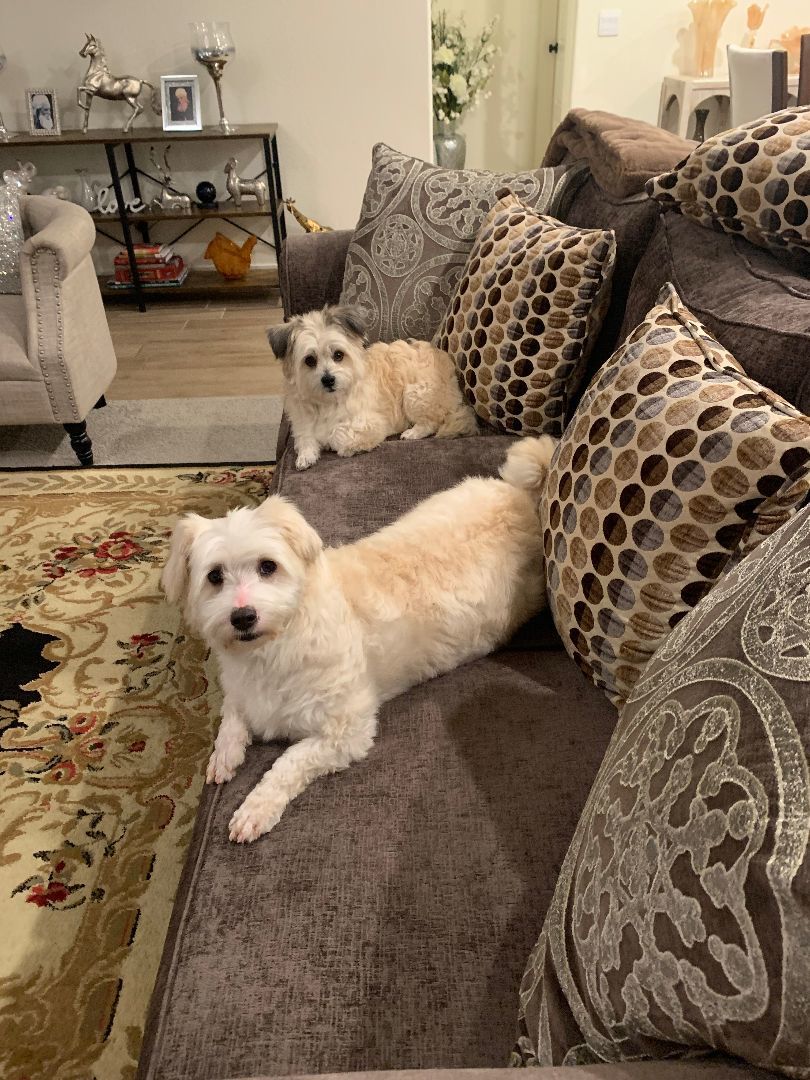 Ace, a Adopted mixed breed in Ridgefield, WA image 5/6