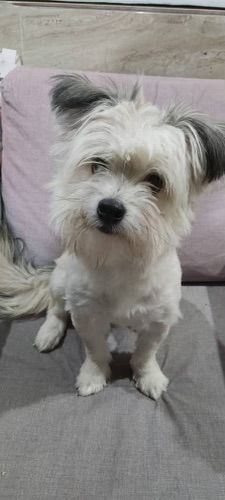 Ace, a Adopted mixed breed in Ridgefield, WA image 6/6