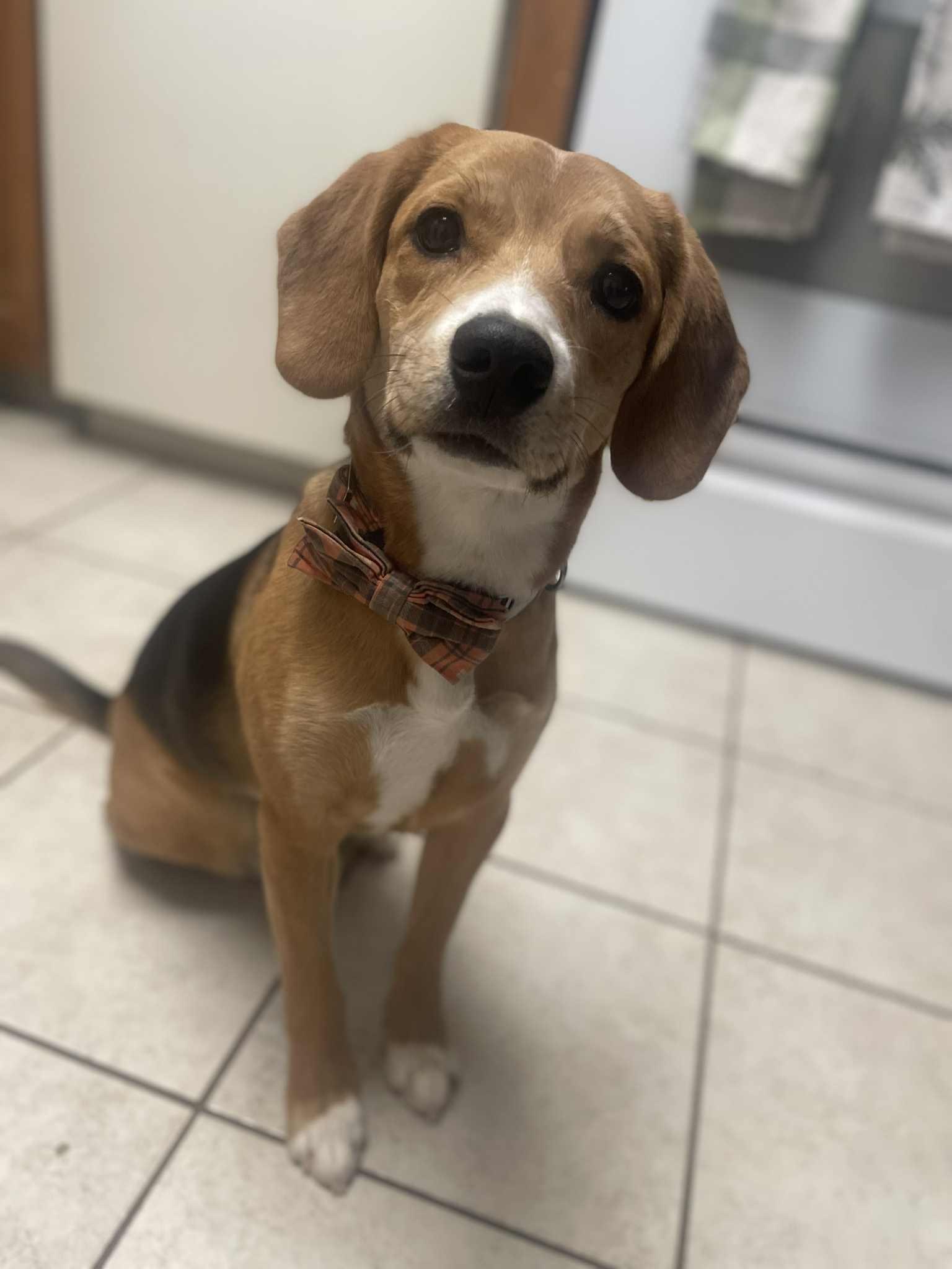 Maddie, ADOPTABLE, Young Female Beagle & Hound.