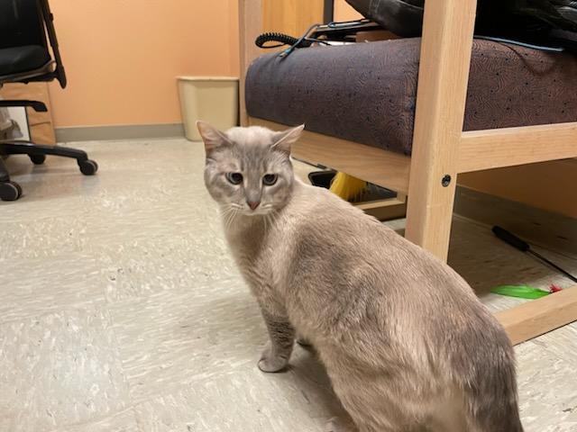 Enlarge Dodge , an adopted mixed breed in Gig Harbor, WA image 3/6