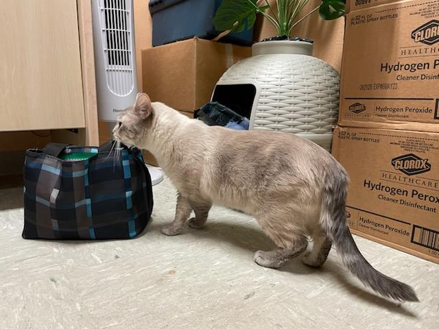 Enlarge Dodge , an adopted mixed breed in Gig Harbor, WA image 6/6