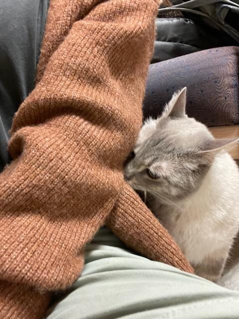 Enlarge Dodge , an adopted mixed breed in Gig Harbor, WA image 2/6