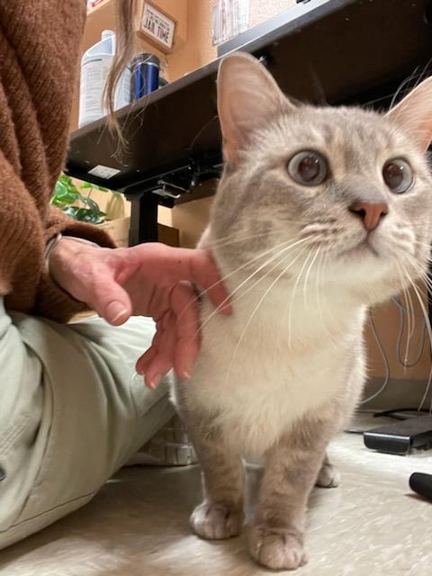 Dodge , adopted, Adult Male Domestic Short Hair & Siamese.