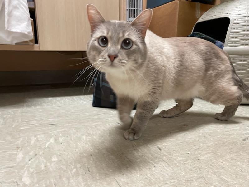 Enlarge Dodge , an adopted mixed breed in Gig Harbor, WA image 5/6