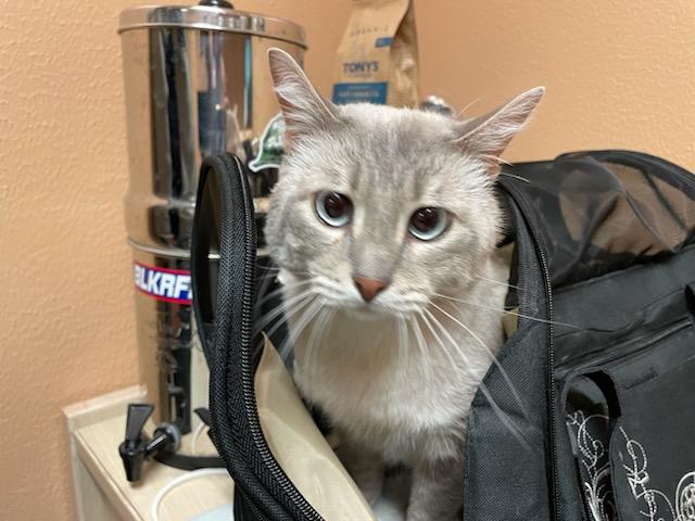 Enlarge Dodge , an adopted mixed breed in Gig Harbor, WA image 4/6